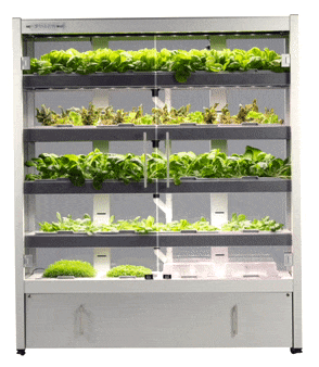 Hydroponic setup animation showing plant growth